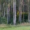 milvuki