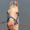 shakeel.gujjar501