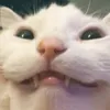 silly_catuwu