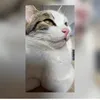eyllttkc_