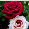 shanaj.parvin09