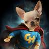 butch_chihuahua