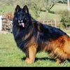 shaya252525