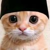 cholil342