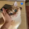 waghri9