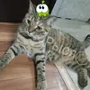 nekotinowich