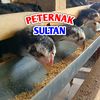 Peternak Sultan