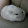 jass_ratwhite