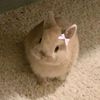 bunnyspam4