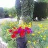 thrsemarie1