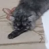 yiffiuv