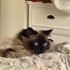 fishylola_ragdollgirl