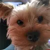 maggie.yorkie