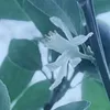 clone0000000000