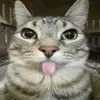 sy_imse