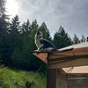 chewie.kat