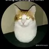 thanhvinhquang6768