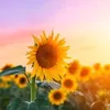 Beautiful life