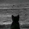 pokeycat_xd