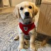 bobbythepuppy2