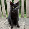 sashkathecatnextdoor
