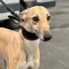 Sunderland_dogs