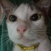 family_cat0308