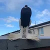 Hull_Pigeons