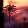 lunadecarton_2311