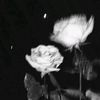 waaa_851