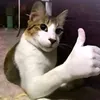 pollopuval