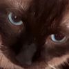 kittygamer113
