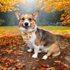 mika.the.corgi