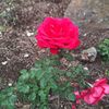 chiriquihermoso