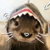 fabia_729
