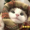 chanhcuti41