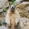 ggergo64