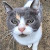 deny_love_cats