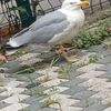 gulz34455