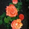 user3620812718753