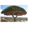umbrella.tree