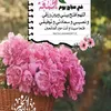 laranasszahra