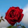 jannat.jahan052