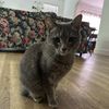 vcatrs