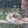 white_tiger321