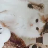 koshkindom83