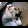 chill_guy_fr2