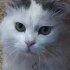 bingofede65