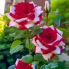 may.thu.myint1