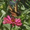 Garden Blooms and Beyond